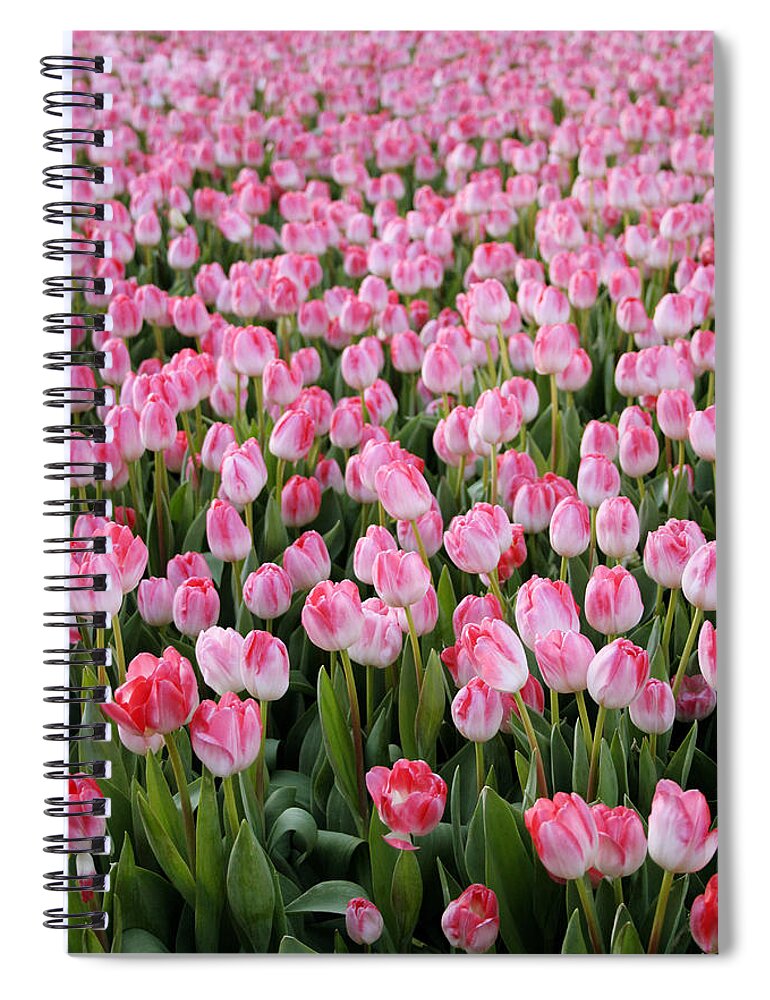 Tulips Spiral Notebook featuring the photograph Pink Tulips- photograph by Linda Woods