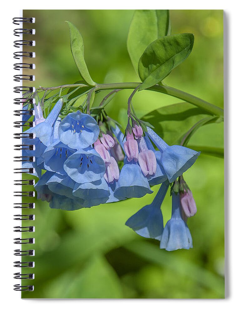 Nature Spiral Notebook featuring the photograph Pink Virginia Bluebells or Virginia Cowslip DSPF0334 by Gerry Gantt