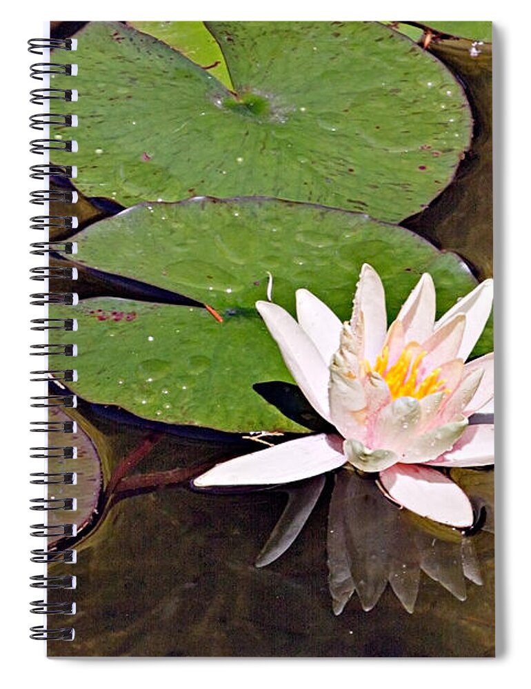 Water Spiral Notebook featuring the photograph Pink Water Hyacinth Two by Peter J Sucy