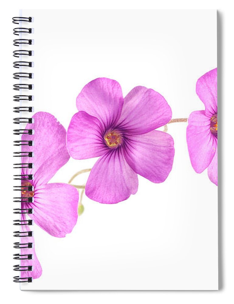 Flower Spiral Notebook featuring the photograph Pink Woodsorrel flowers by John Paul Cullen