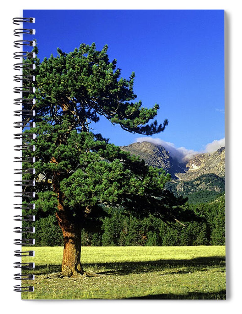 Rocky Mountain National Park Spiral Notebook featuring the photograph Pine tree, Rocky Mountain National Park, Colorado by Kevin Shields