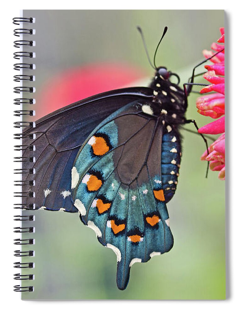 Butterfly Spiral Notebook featuring the photograph Pipevine Swallowtail Butterfly by David Freuthal