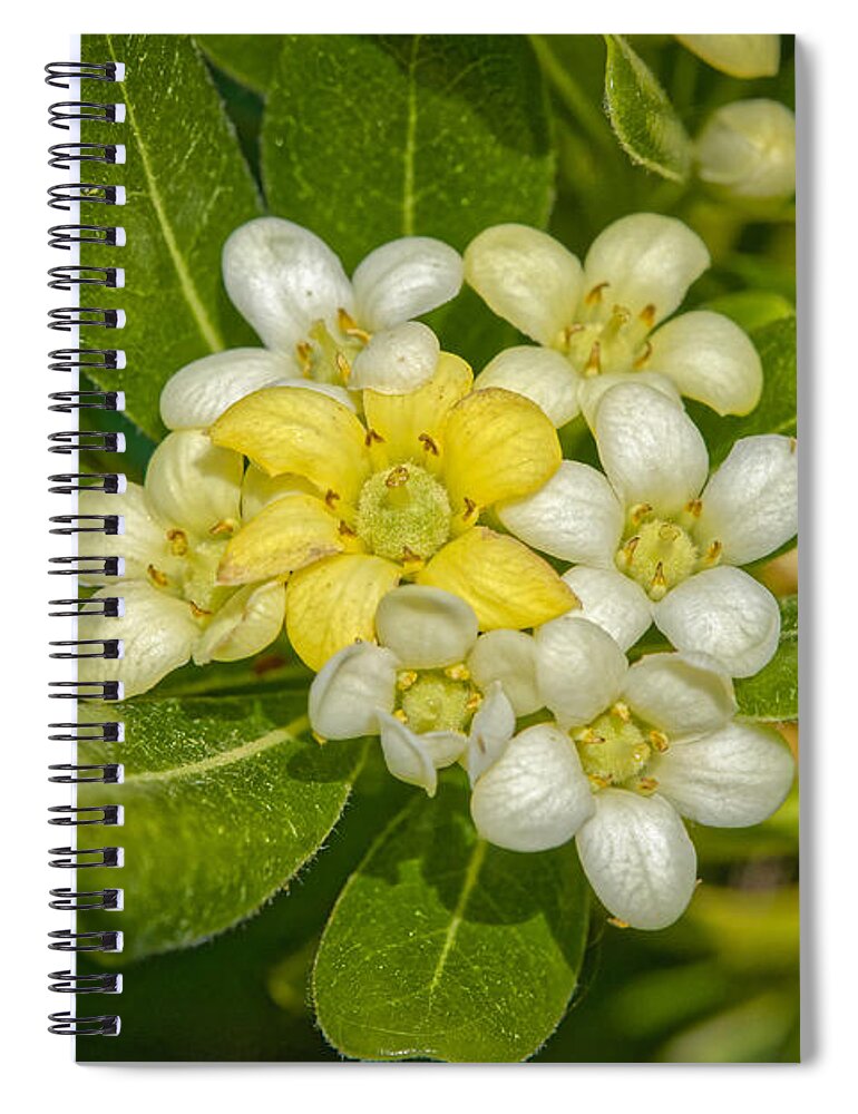 Flowers Spiral Notebook featuring the photograph Pittosporum Flowers by Jim Thompson