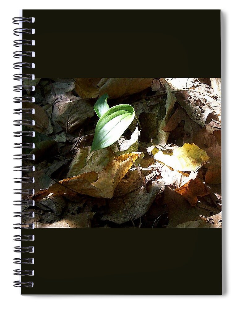 Plant Summer Woods Forest Leaves Spiral Notebook featuring the photograph Plant In Forest by Wolfgang Schweizer