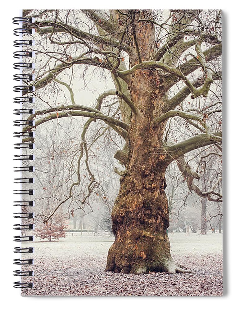 Jenny Rainbow Fine Art Photography Spiral Notebook featuring the photograph Platan Tree in Early Winter by Jenny Rainbow