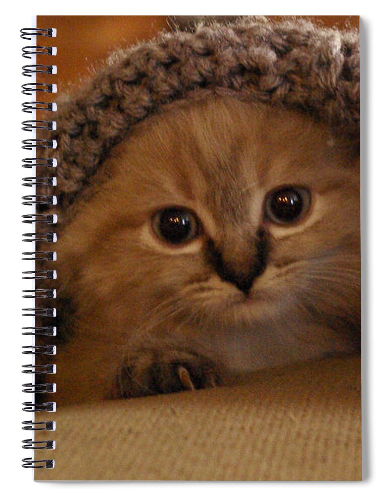 Kitten Spiral Notebook featuring the photograph Playing Peek-a-Boo by Cindy Johnston