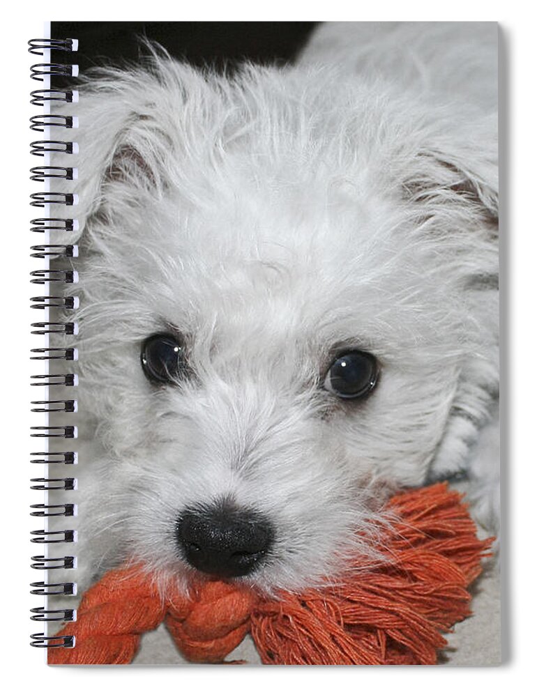 White Spiral Notebook featuring the photograph Playing Puppy by Terri Waters