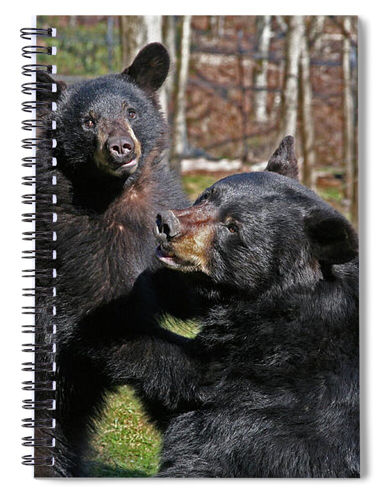 Animals.bears Spiral Notebook featuring the photograph Playtime by Karol Livote