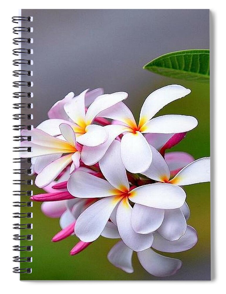 Plumeria Spiral Notebook featuring the photograph Plumeria Bloom by Carolyn Mickulas
