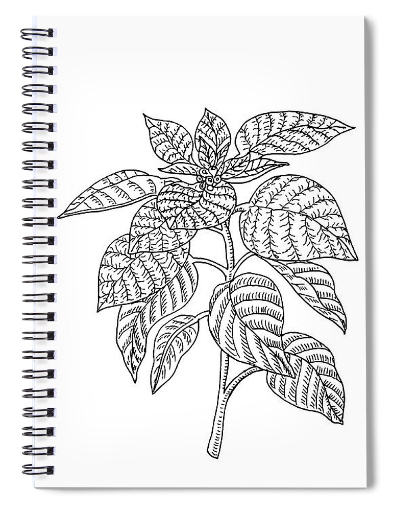 Poinsettia Spiral Notebook featuring the drawing Poinsettia Botanical Drawing by Irina Sztukowski