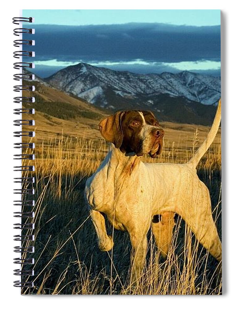Pointer Spiral Notebook featuring the photograph Pointer by Jackie Russo