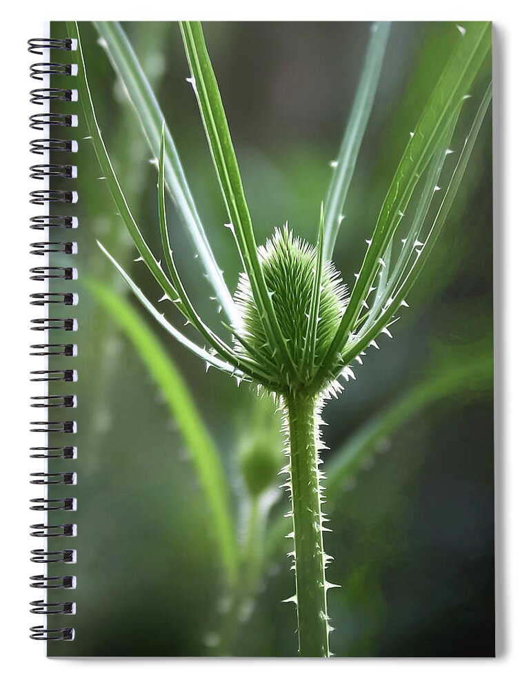 Points Of Light Spiral Notebook featuring the photograph Points of Light - by Julie Weber