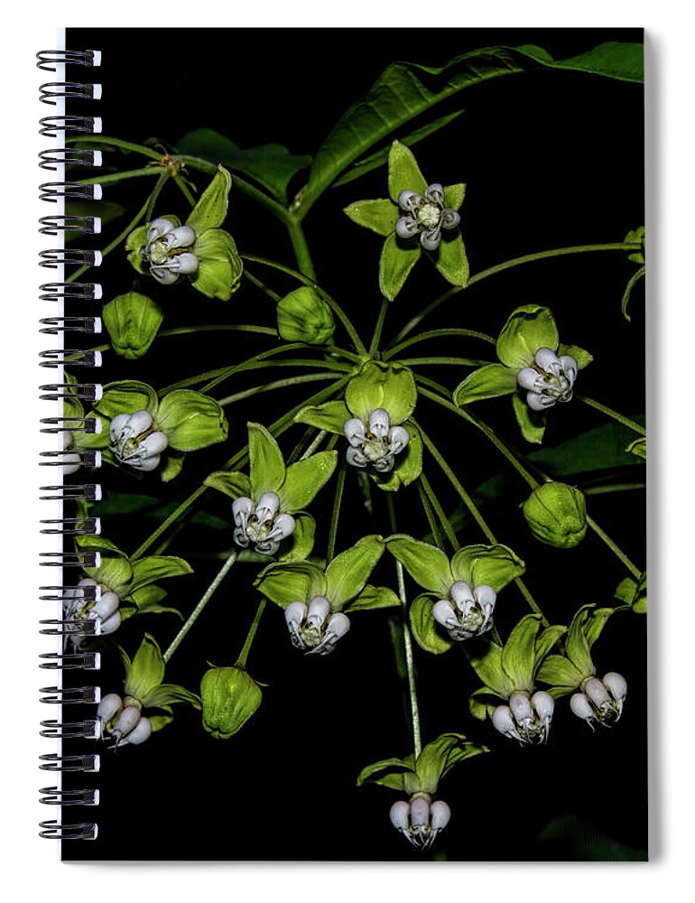 Poke Milkweed Spiral Notebook featuring the photograph Poke Milkweed by Barbara Bowen