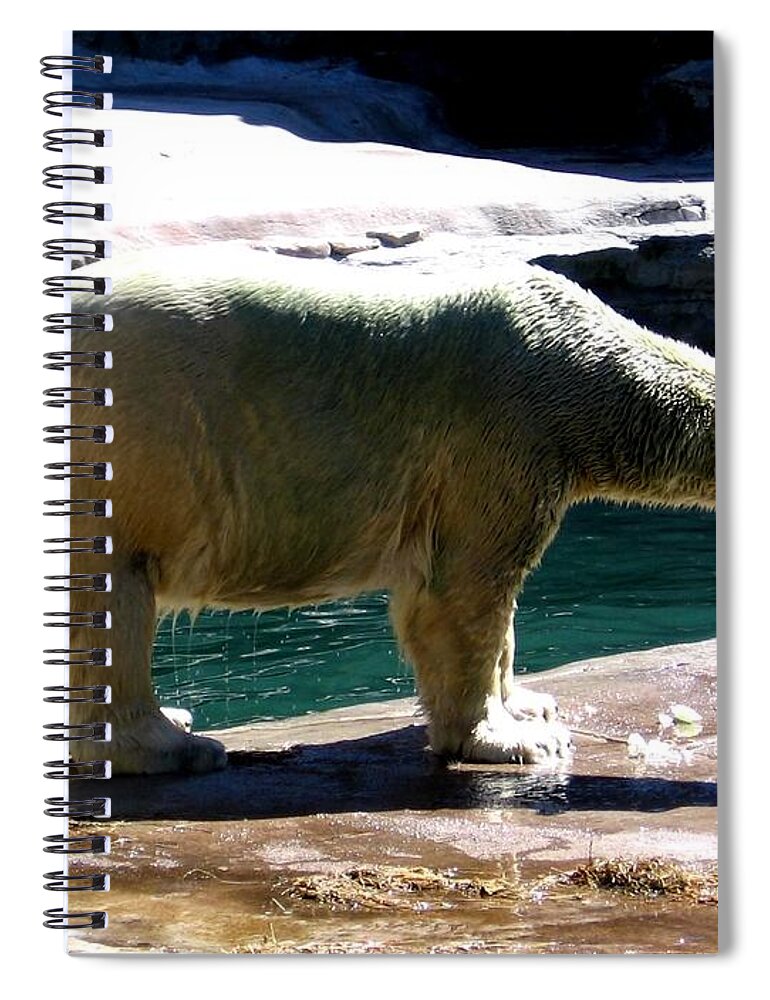 Polar Bear Spiral Notebook featuring the photograph Polar Bear 3 by Rose Santuci-Sofranko