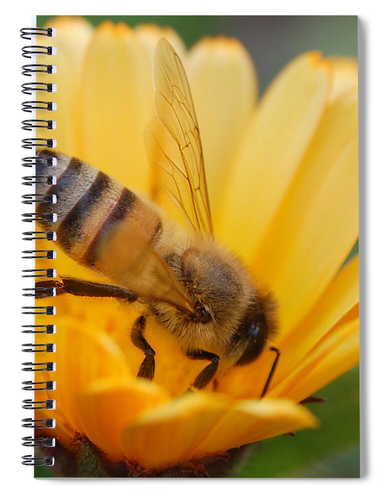 Bee Spiral Notebook featuring the photograph Pollination 2 by Amy Fose
