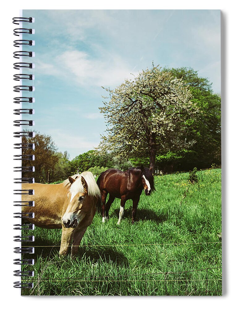 Ponies Spiral Notebook featuring the photograph Ponies In Spring Meadow by Pati Photography