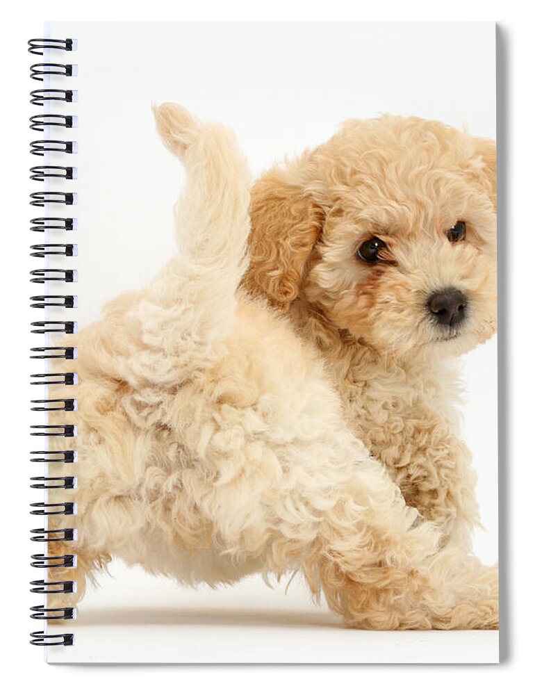 Poochon Puppy Spiral Notebook featuring the photograph Poochon Puppy by Mark Taylor
