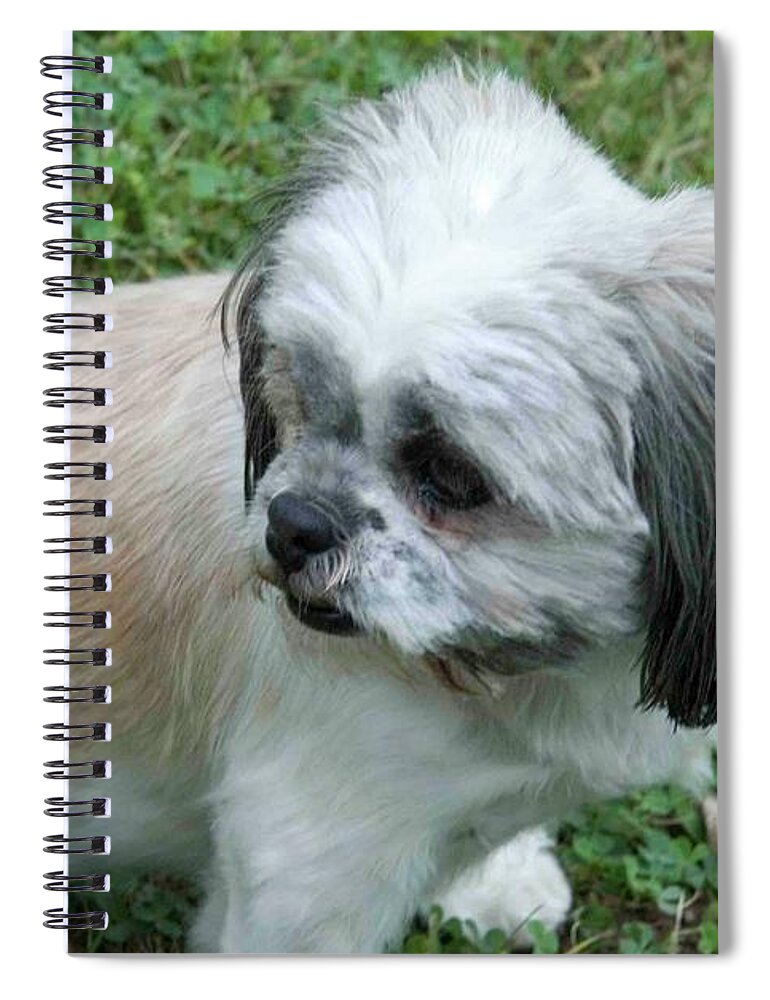 Poodles; Poodle Dogs; Animals; Backgrounds; Environment; Parks; Grass; Green; Scenics; Landscapes; Dogs; Adventure; Lifestyle; Hobbies; Recreation Spiral Notebook featuring the photograph Poodle Reflection by Ee Photography