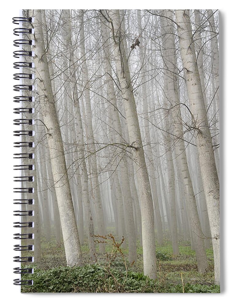 Poplars Spiral Notebook featuring the photograph Poplars by Guido Montanes Castillo
