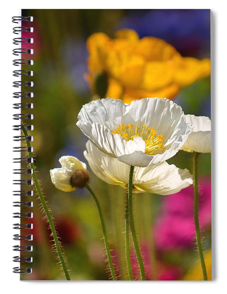 Poppies Spiral Notebook featuring the photograph Poppies in the Spring by Deb Halloran
