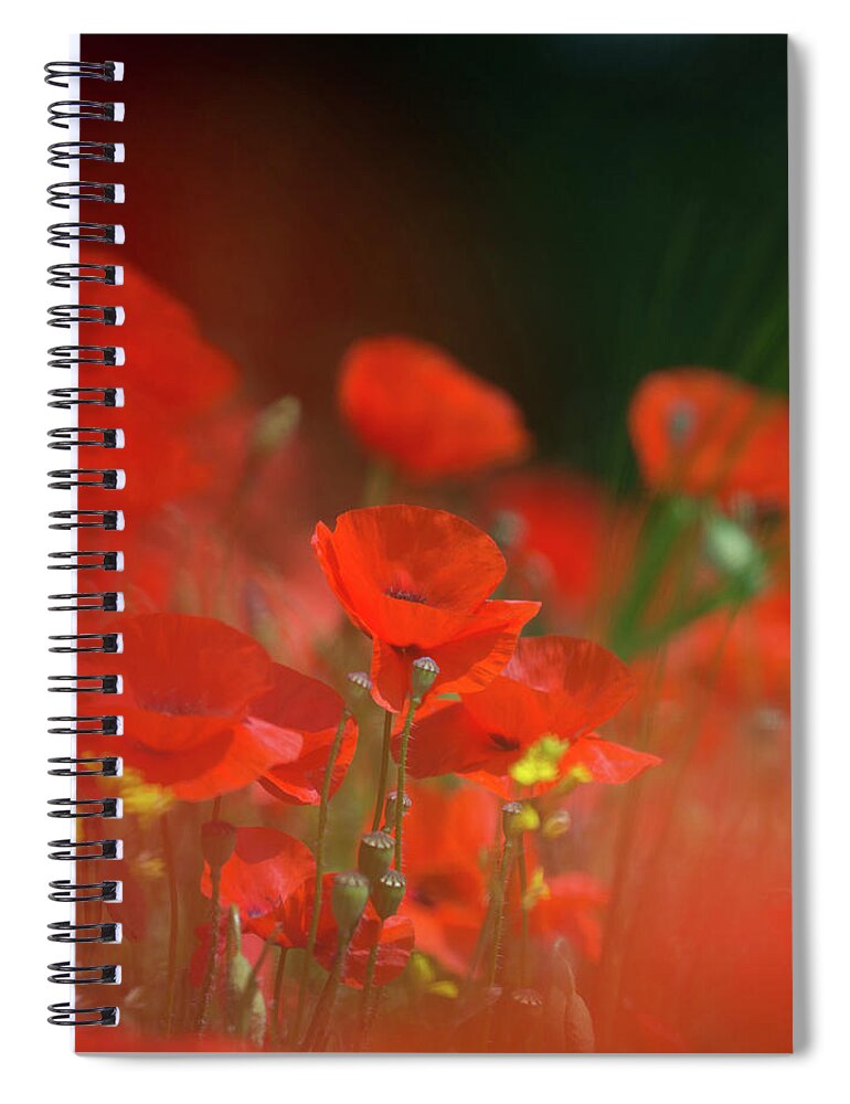 Poppy Spiral Notebook featuring the photograph Poppy Amongst Grasses by Pete Walkden