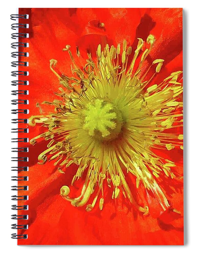 Poppy Spiral Notebook featuring the photograph Poppy Glory by Barbie Corbett-Newmin