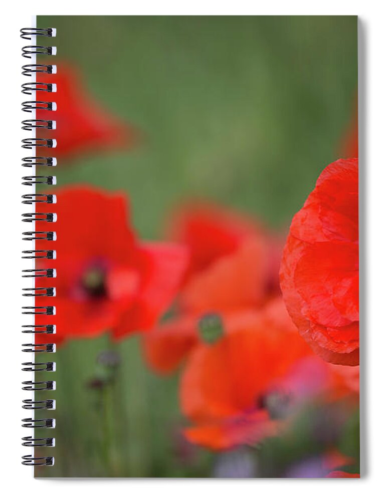 Poppy Spiral Notebook featuring the photograph Poppy Head by Pete Walkden