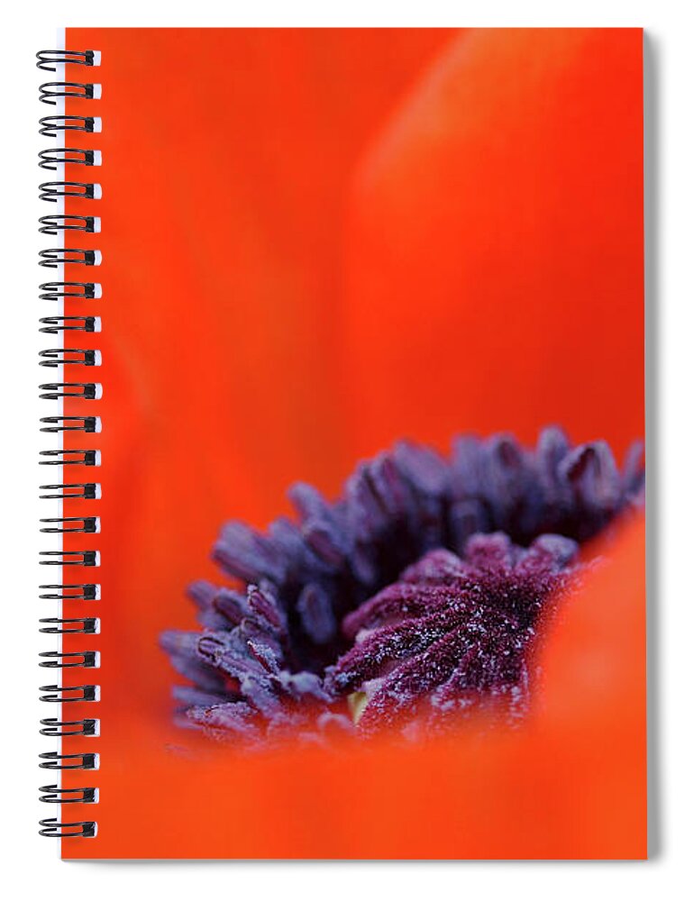 Oriental Poppy Spiral Notebook featuring the photograph Poppy Heart by Debbie Oppermann