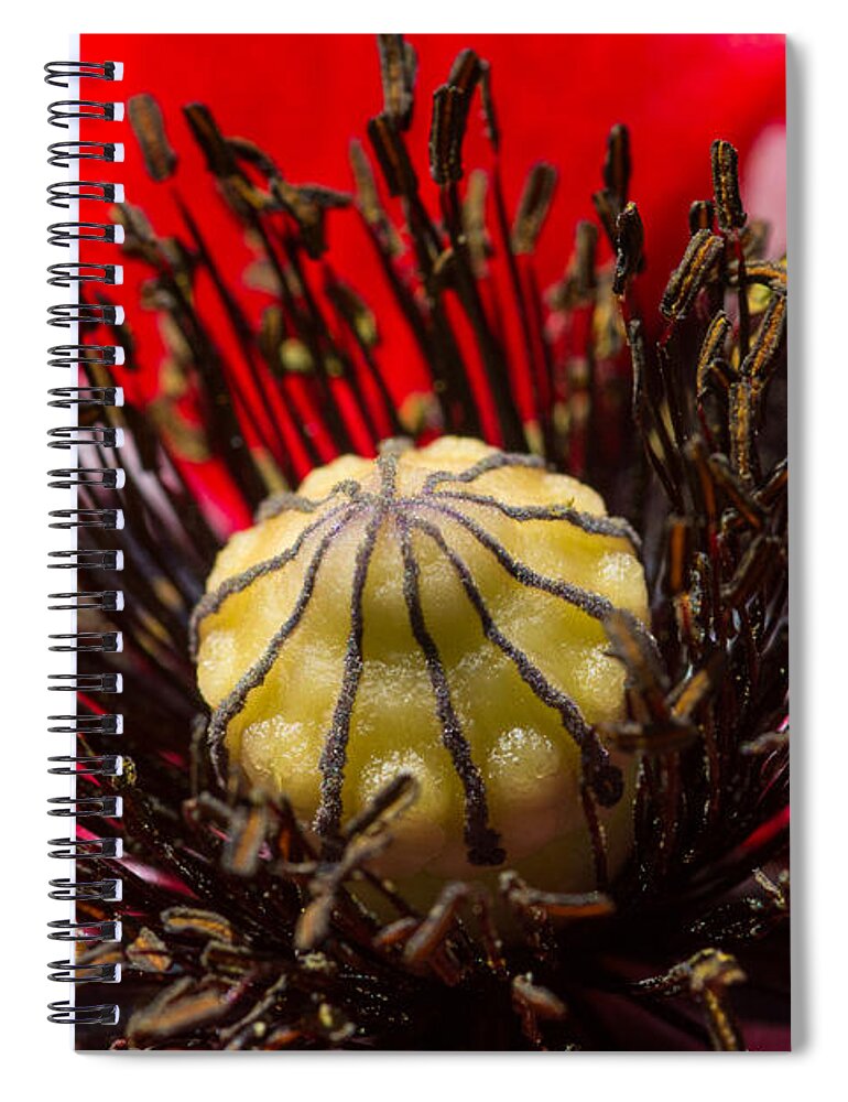Poppy Spiral Notebook featuring the photograph 10092 Poppy Love #01 by Colin Hunt