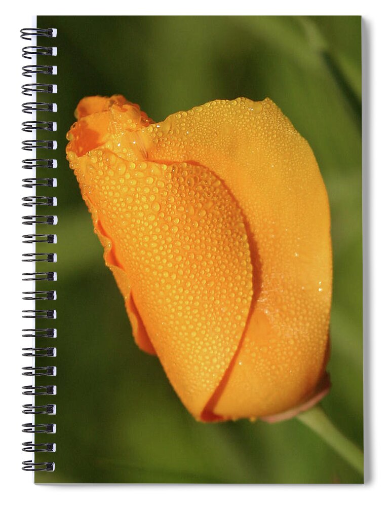 Poppy Spiral Notebook featuring the photograph Poppy Morning Dew by Jeff Floyd CA
