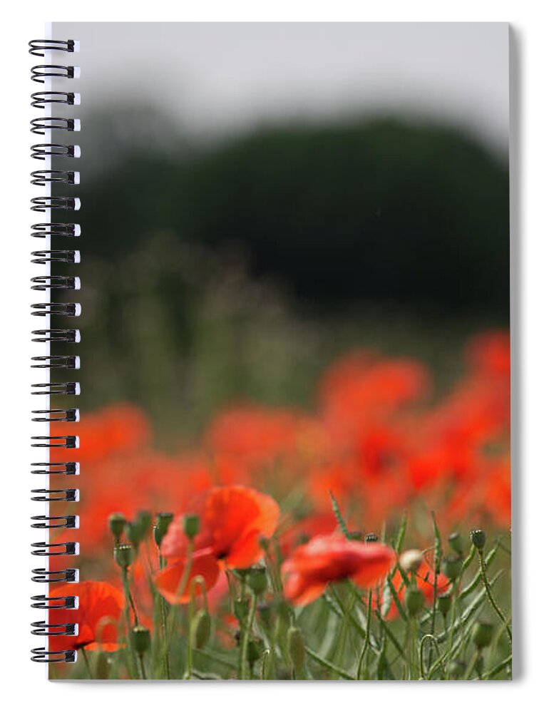 Poppy Spiral Notebook featuring the photograph Poppy Standing Tall by Pete Walkden
