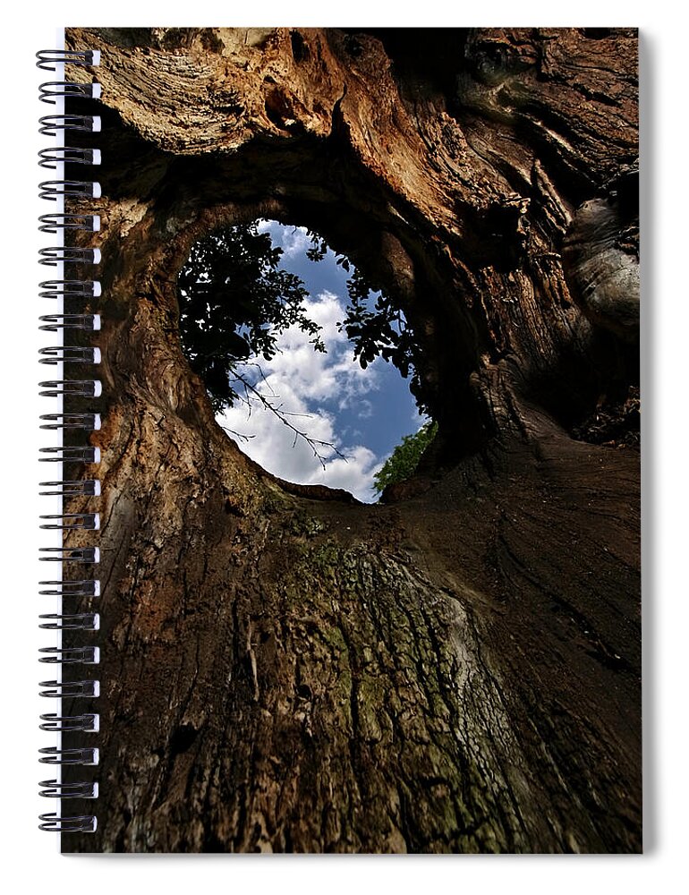 Tree Spiral Notebook featuring the photograph Portal by Neil Shapiro