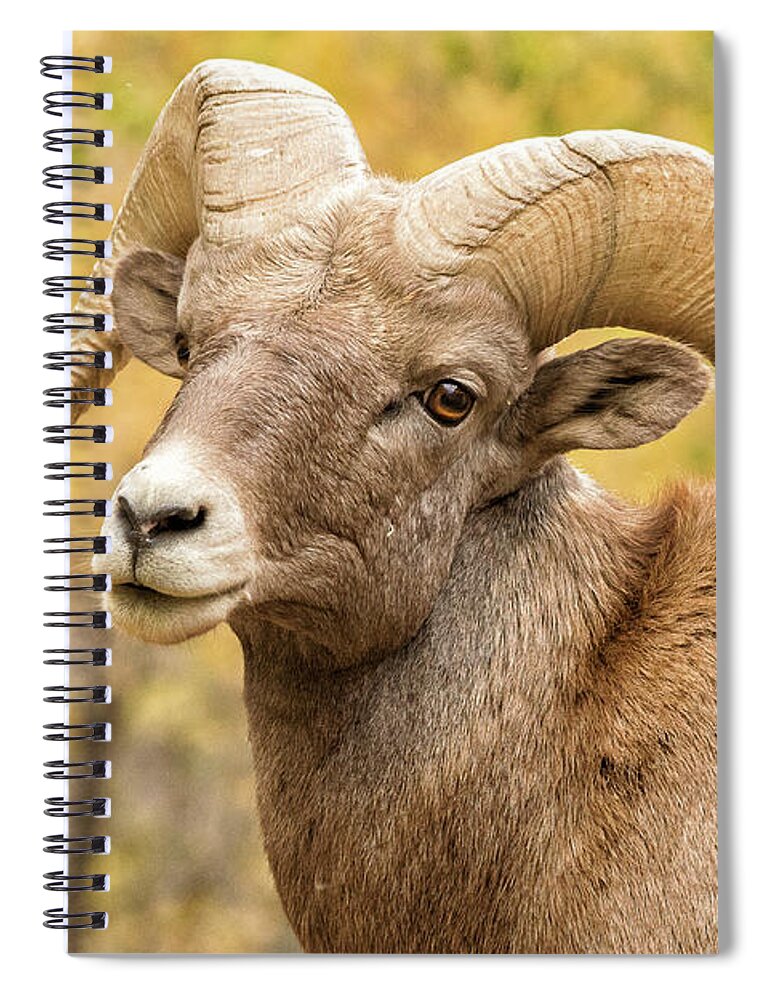 Bighorn Sheep Spiral Notebook featuring the photograph Portrait of a Bighorn Sheep Ram in Fall Colors by Tony Hake