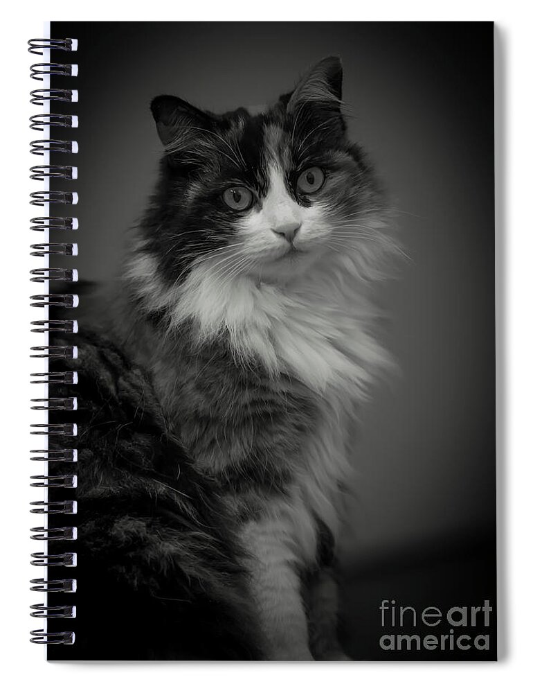 Cat Spiral Notebook featuring the photograph Portrait of a Cat by Mats Silvan