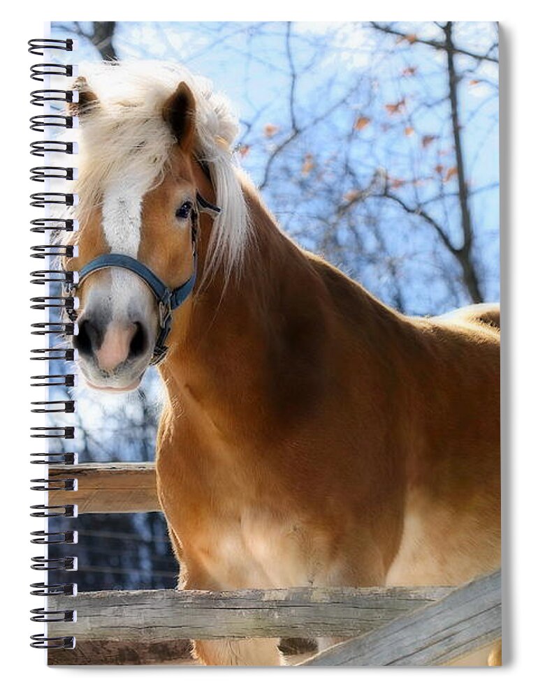 Horse Spiral Notebook featuring the photograph Portrait of a Haflinger - Niko in Winter by Angela Rath