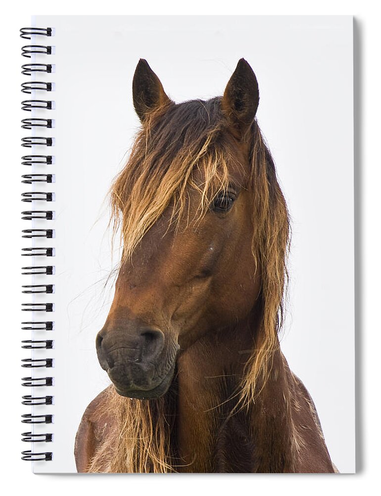 Wild Spiral Notebook featuring the photograph Portrait of a Mustang by Bob Decker