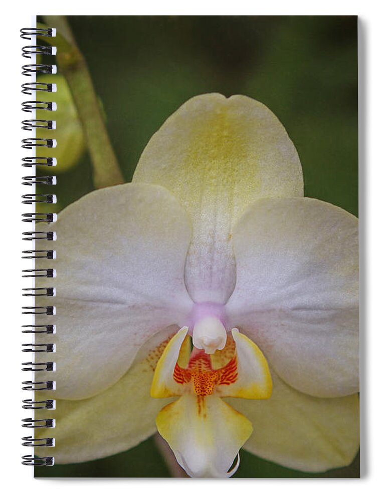 Orchid Spiral Notebook featuring the photograph Portrait of an Orchid by Elizabeth Winter