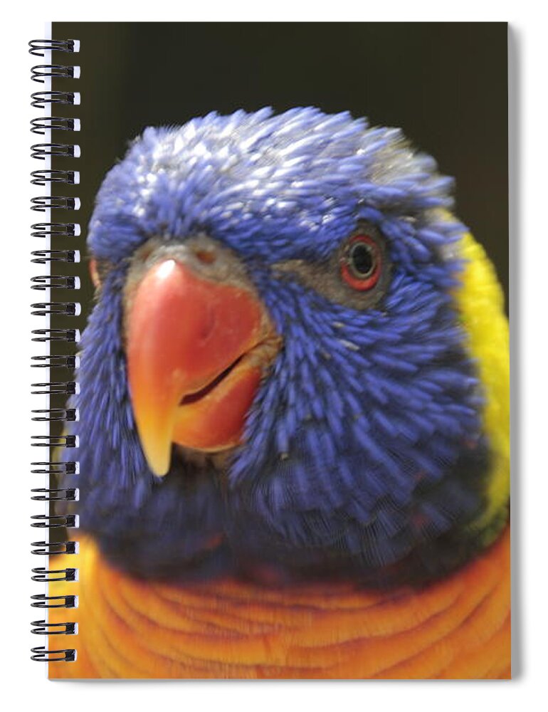 Rainbow Lorikeet Spiral Notebook featuring the photograph Portrait of Rainbow Lorikeet by Valerie Collins
