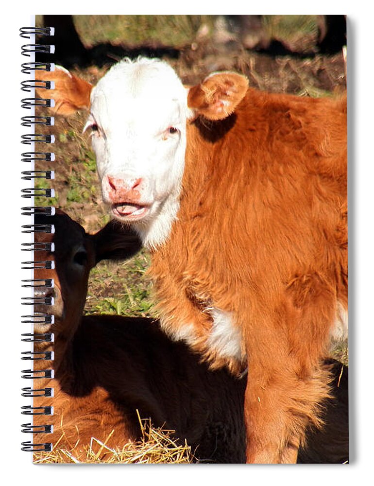 Cows Spiral Notebook featuring the photograph Posers by Jennifer Robin