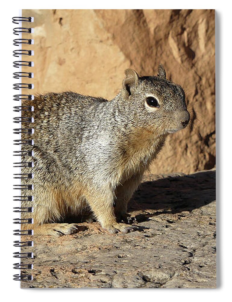 Usa Spiral Notebook featuring the pyrography Posing squirrel by Magnus Haellquist
