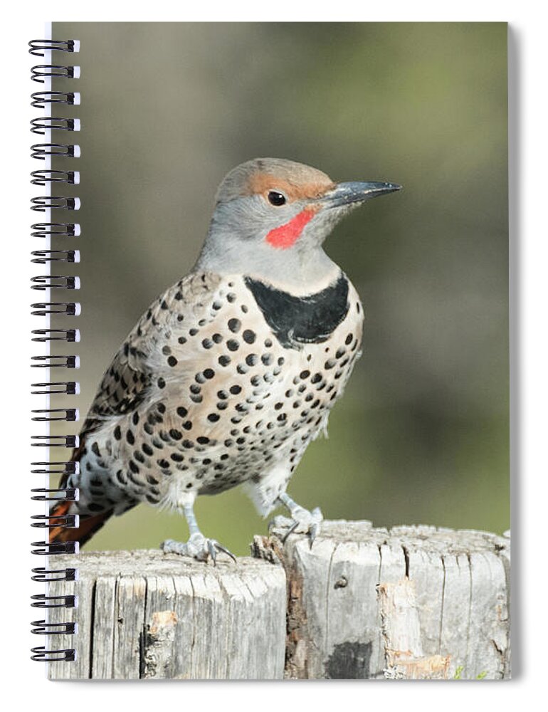 Natanson Spiral Notebook featuring the photograph Posing by Steven Natanson