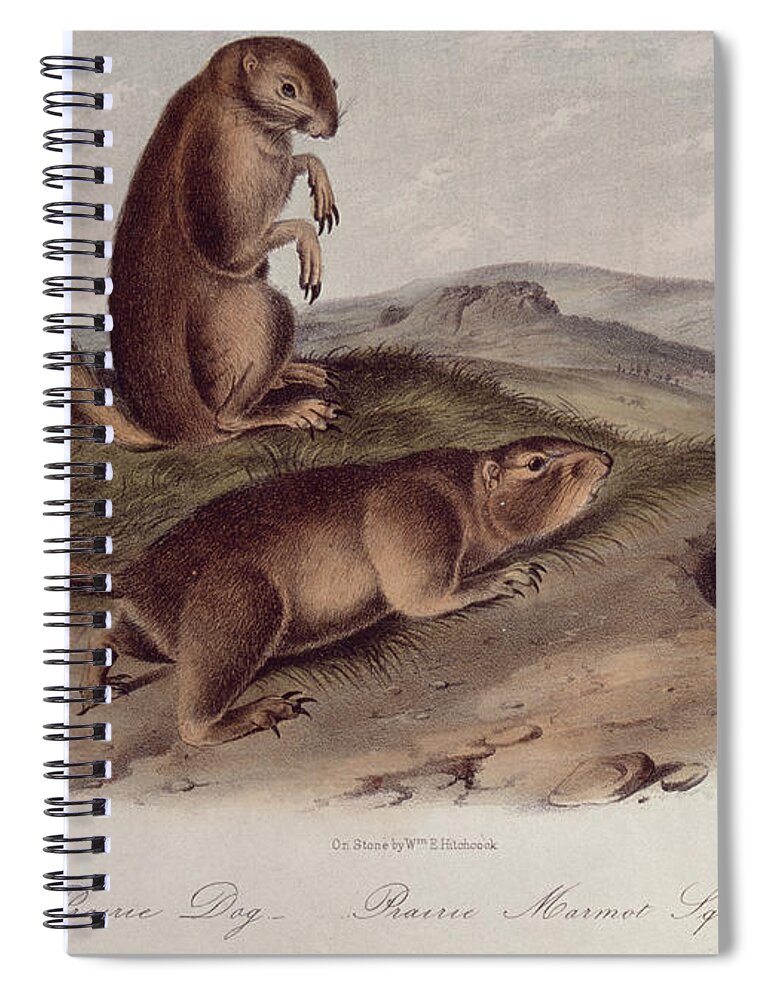 Prairie Dog From 'quadrupeds Of North America' Spiral Notebook featuring the drawing Prairie Dog by John James Audubon