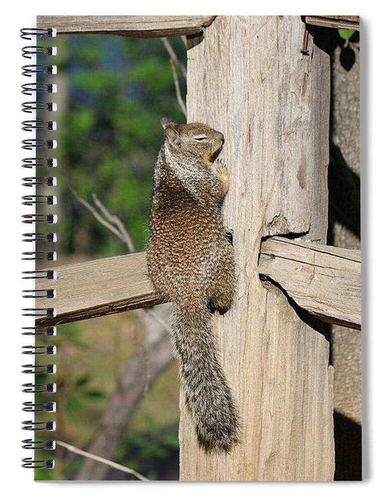 Squirrel Spiral Notebook featuring the photograph Praying for Nuts by Christy Pooschke