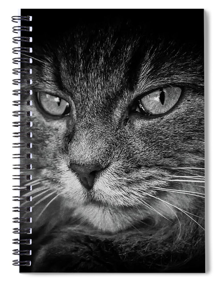 Cat Spiral Notebook featuring the photograph Predator by Alessandro Della Pietra