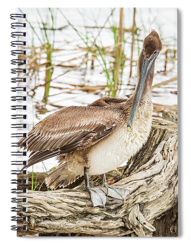 Jean Noren Spiral Notebook featuring the photograph Preening Pelican by Jean Noren