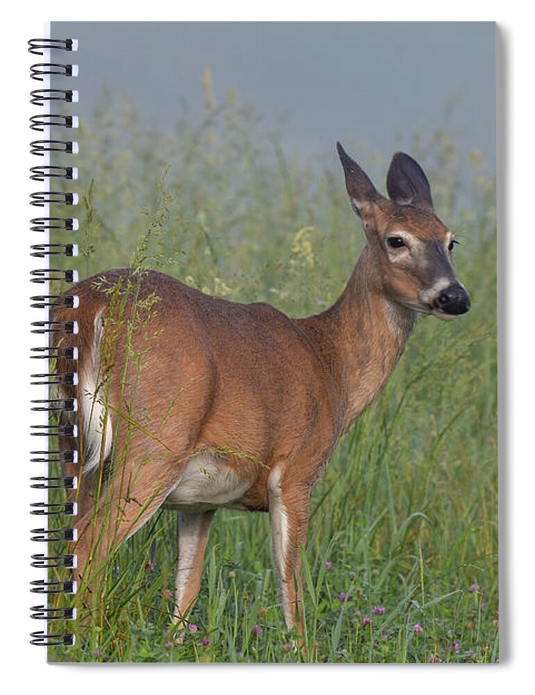 Deer Spiral Notebook featuring the photograph Pregnant Doe in Cades Cove by Robert J Wagner