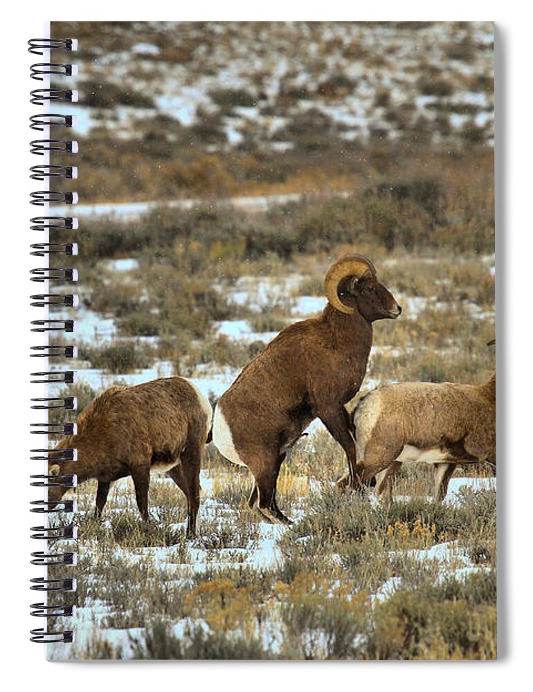 Bighorns Spiral Notebook featuring the photograph Preparing To Mount by Adam Jewell