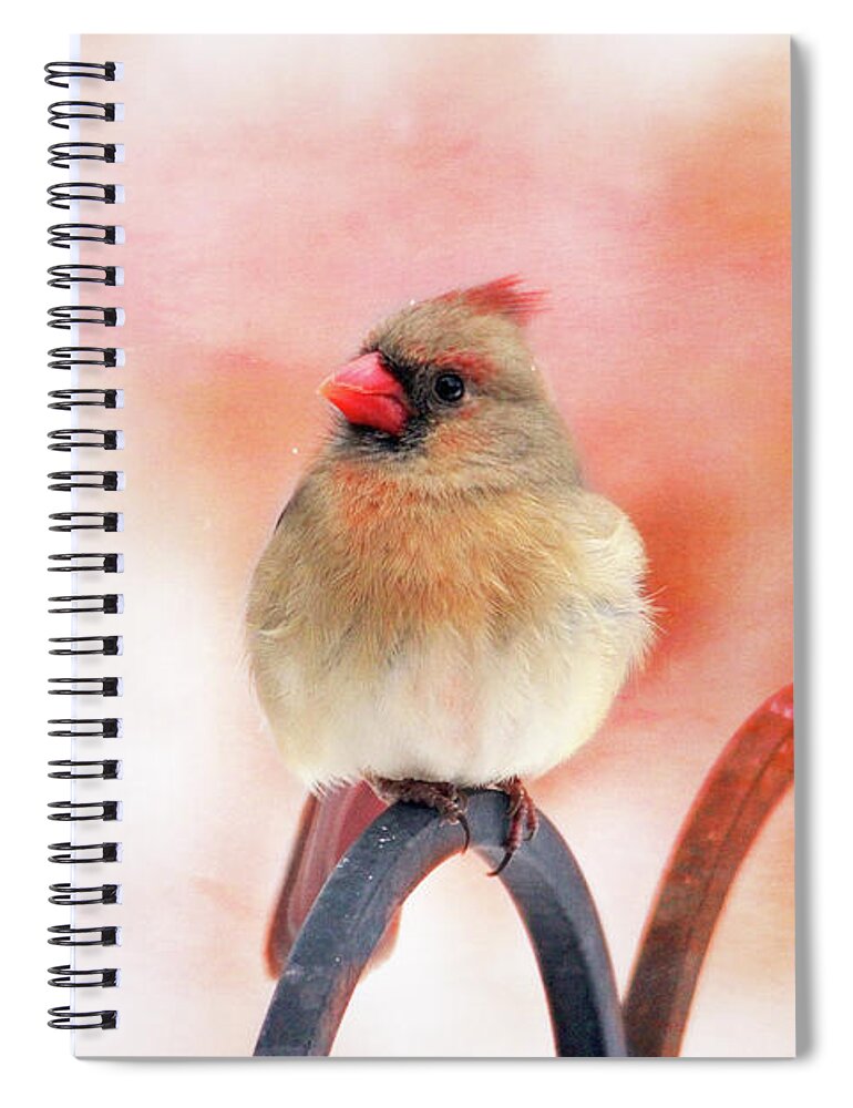 Birds Spiral Notebook featuring the photograph Pretty Cardinal by Trina Ansel