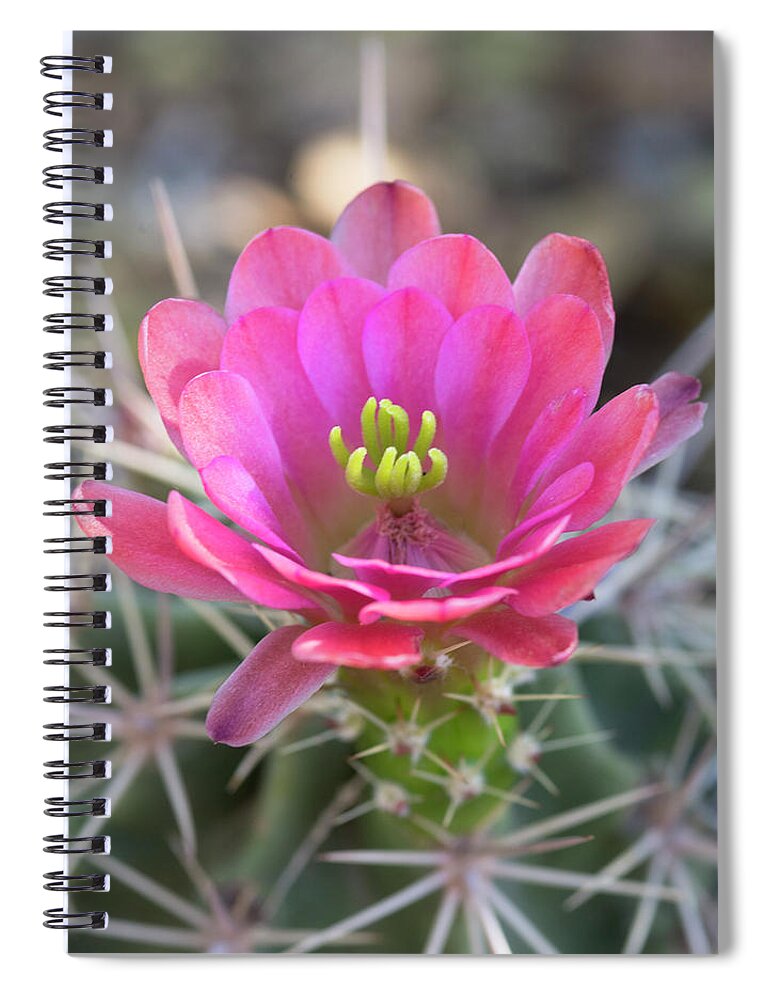 Arizona Spiral Notebook featuring the photograph Pretty In Pink Hedgehog by Saija Lehtonen