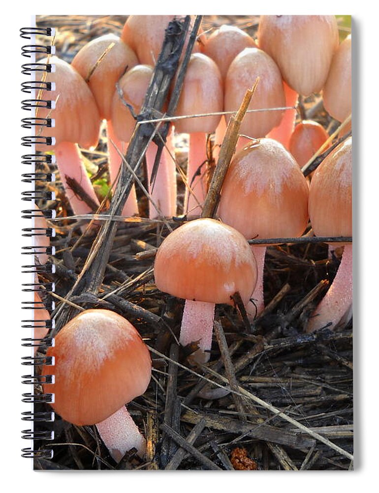 Mushrooms Spiral Notebook featuring the photograph Pretty in Pink Mushrooms by Kent Lorentzen